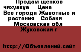Продам щенков чихуахуа  › Цена ­ 10 000 - Все города Животные и растения » Собаки   . Московская обл.,Жуковский г.